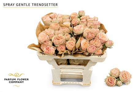 Ruža Gentle Trendsetter 60 cm Ruža Gentle Trendsetter 60 cm – produkt Uviažto