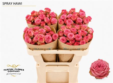 Ruža Hawi 50 cm Ruža Hawi 50 cm – produkt Uviažto