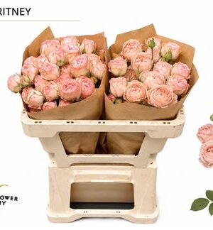 Ruža Britney 60 cm – produkt Uviažto