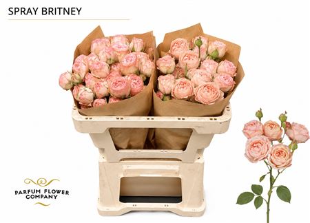 Ruža Britney 60 cm – produkt Uviažto
