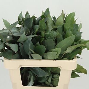 Potlood Blad 55 cm – produkt Uviažto