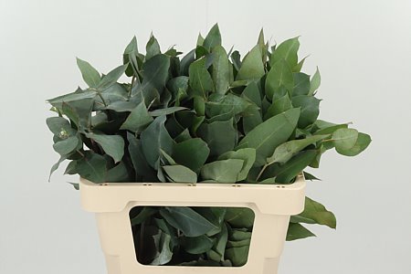 Potlood Blad 55 cm Potlood Blad 55 cm – produkt Uviažto
