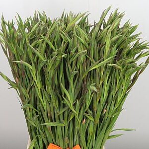 Gladiola Kl Elvira 65 cm – produkt Uviažto