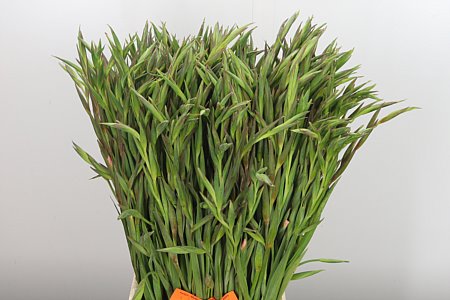 Gladiola Kl Elvira 65 cm – produkt Uviažto