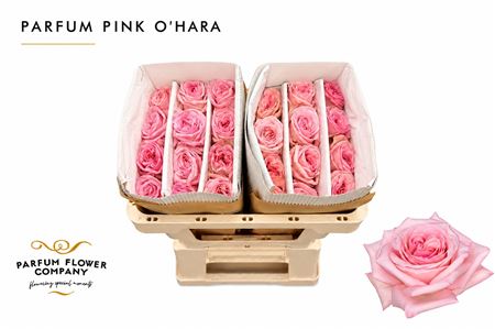 Ruža Pink Ohara 50 cm