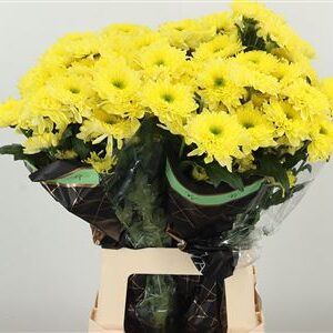 Chryzantéma Commander Yellow 70 cm – produkt Uviažto