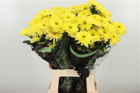 Chryzantéma Commander Yellow 70 cm – produkt Uviažto