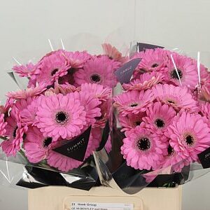 Gerbera Bentley 50 cm – produkt Uviažto