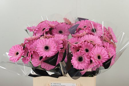 Gerbera Bentley 50 cm – produkt Uviažto