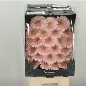 Gerbera Alix Noor 45 cm – produkt Uviažto