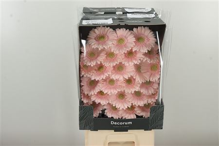 Gerbera Alix Noor 45 cm Gerbera Alix Noor 45 cm – produkt Uviažto