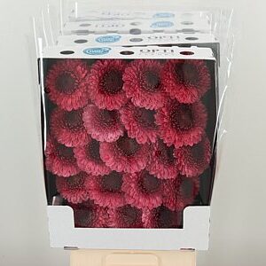 Gerbera Pomponi Gonzo 45 cm – produkt Uviažto