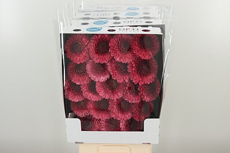 Gerbera Pomponi Gonzo 45 cm – produkt Uviažto
