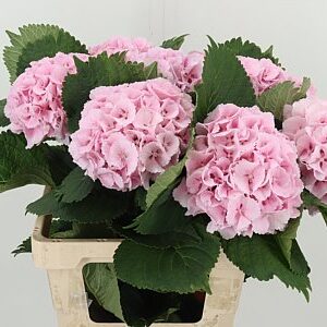 Hortenzia Lolly Pop Pale Pink 60 cm – produkt Uviažto