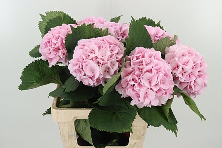 Hortenzia Lolly Pop Pale Pink 60 cm Hortenzia Lolly Pop Pale Pink 60 cm – produkt Uviažto