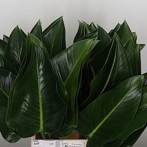 Philodendron Green Beauty 60 cm – produkt Uviažto
