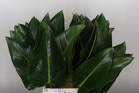 Philodendron Green Beauty 60 cm Philodendron Green Beauty 60 cm – produkt Uviažto