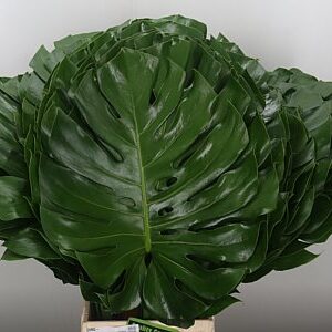 Monstera Leaf 70 cm – produkt Uviažto