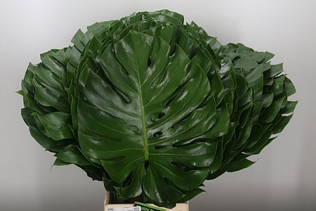 Monstera Leaf 70 cm Monstera Leaf 70 cm – produkt Uviažto
