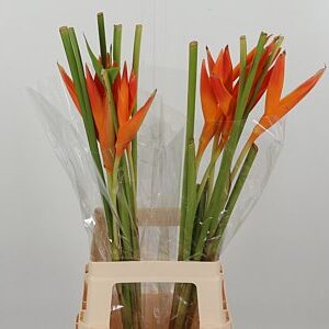 Heliconia Tropic Exotic 80 cm – produkt Uviažto