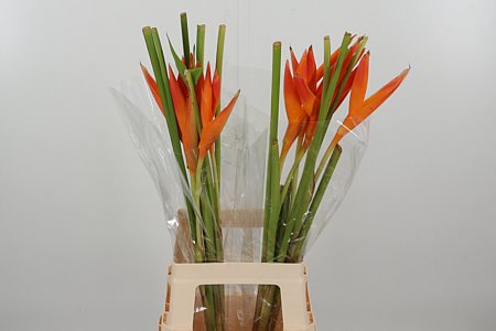 Heliconia Tropic Exotic 80 cm Heliconia Tropic Exotic 80 cm – produkt Uviažto