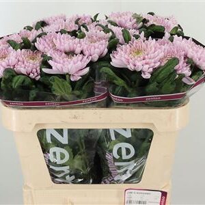 Chryzantéma Rossano Pink 70 cm – produkt Uviažto
