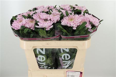 Chryzantéma Rossano Pink 70 cm Chryzantéma Rossano Pink 70 cm – produkt Uviažto