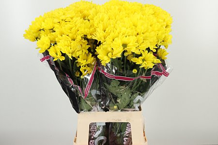 Chryzantéma Celebrate 70 cm – produkt Uviažto