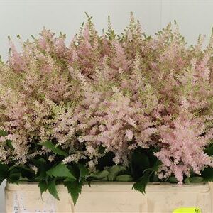 Astilbe Europa Pale Pink 60 cm – produkt Uviažto