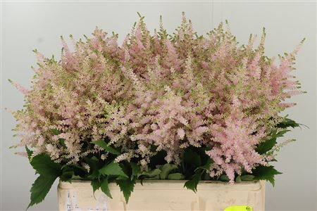 Astilbe Europa Pale Pink 60 cm – produkt Uviažto