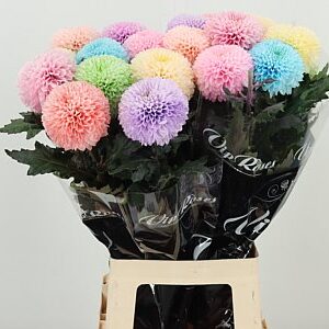 Chryzantéma Dyed Pastel Mix 75 cm – produkt Uviažto
