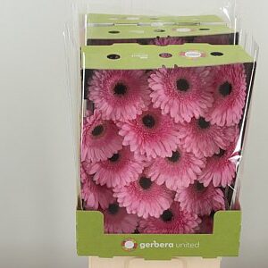 Gerbera Pre-semmy 50 cm – produkt Uviažto