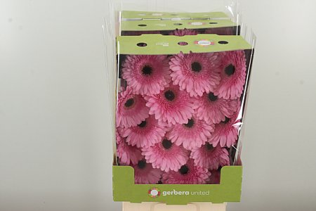 Gerbera Pre-semmy 50 cm – produkt Uviažto