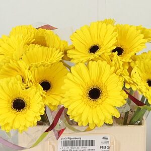 Gerbera Don Leo 50 cm – produkt Uviažto