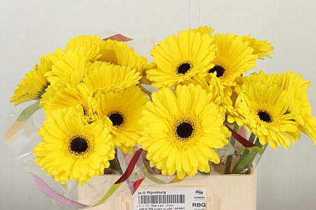 Gerbera Don Leo 50 cm Gerbera Don Leo 50 cm – produkt Uviažto