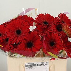 Gerbera Blinddate 50 cm – produkt Uviažto