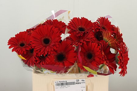 Gerbera Blinddate 50 cm – produkt Uviažto