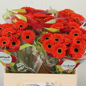 Gerbera Piccolini Palmaria 50 cm – produkt Uviažto