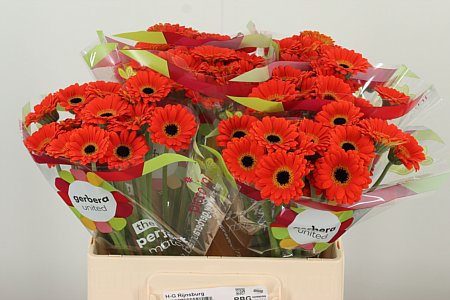 Gerbera Piccolini Palmaria 50 cm – produkt Uviažto