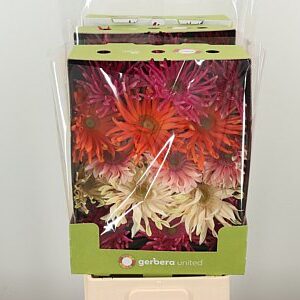 Gerbera Pasta Mix 50 cm – produkt Uviažto