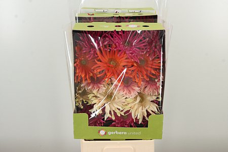 Gerbera Pasta Mix 50 cm – produkt Uviažto