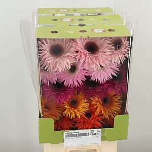 Gerbera Spider Mix 50 cm – produkt Uviažto