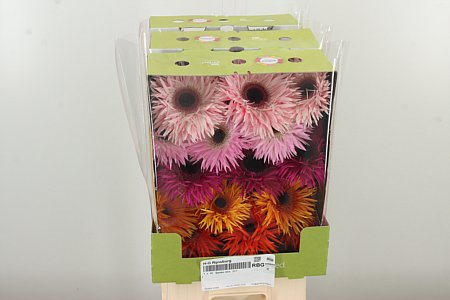 Gerbera Spider Mix 50 cm – produkt Uviažto