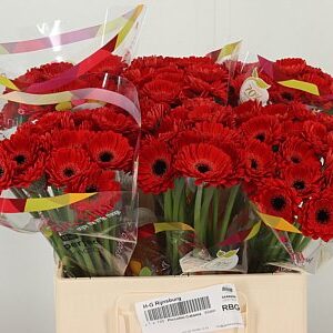 Gerbera Piccolini Catania 50 cm – produkt Uviažto