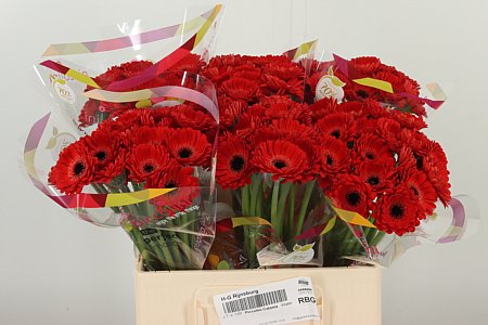 Gerbera Piccolini Catania 50 cm – produkt Uviažto