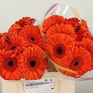 Gerbera Capella 50 cm – produkt Uviažto