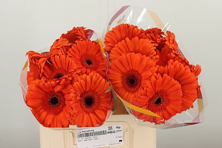 Gerbera Capella 50 cm Gerbera Capella 50 cm – produkt Uviažto