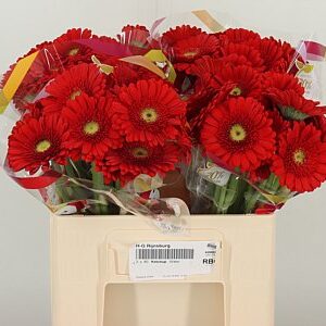 Gerbera Ketchup 50 cm – produkt Uviažto