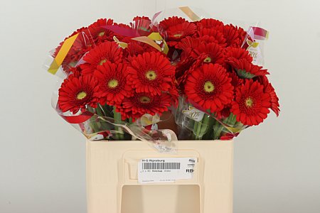 Gerbera Ketchup 50 cm Gerbera Ketchup 50 cm – produkt Uviažto
