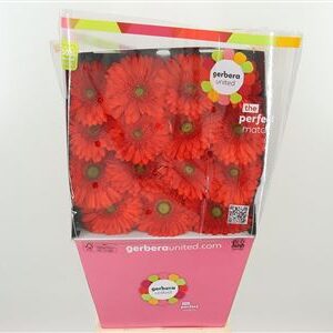 Gerbera Atlanta 50 cm – produkt Uviažto